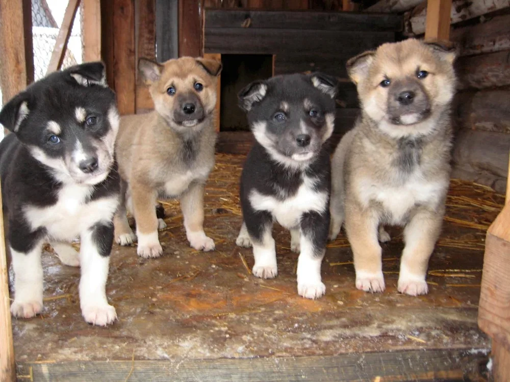 West Siberian husky puppies