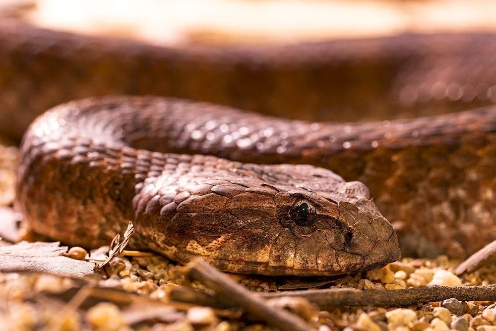 Red-bellied aspid