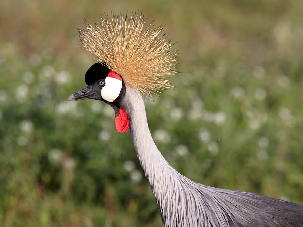 Eastern crowned crane