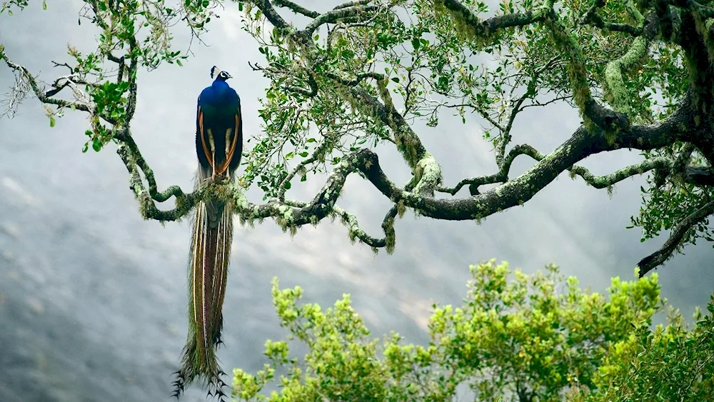 Selva ara parrot