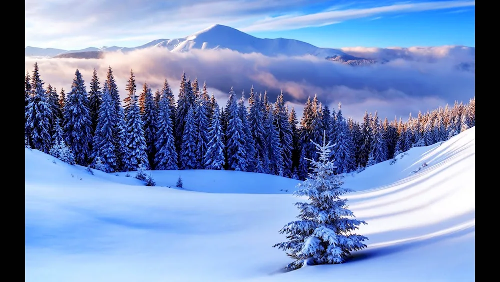 Winter landscape