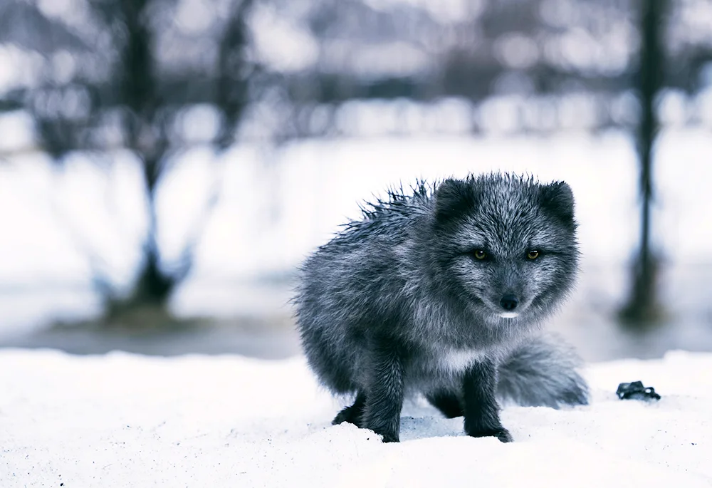 Arctic Fox