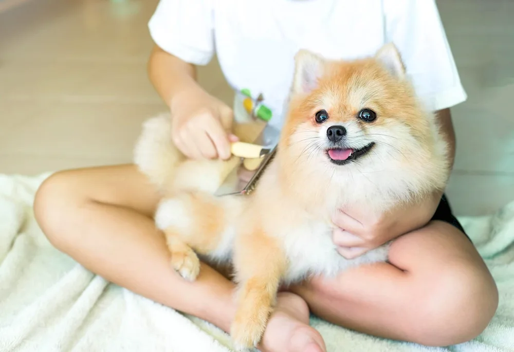 Blue-eyed Spitz