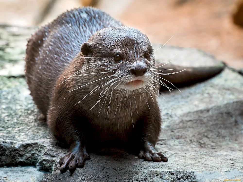 The platypus in Australia