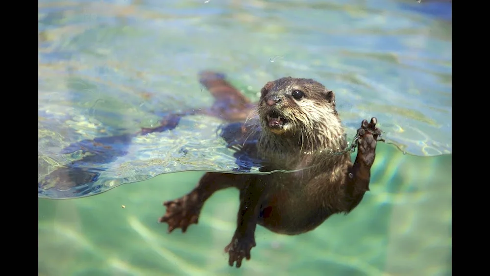 Common beaver