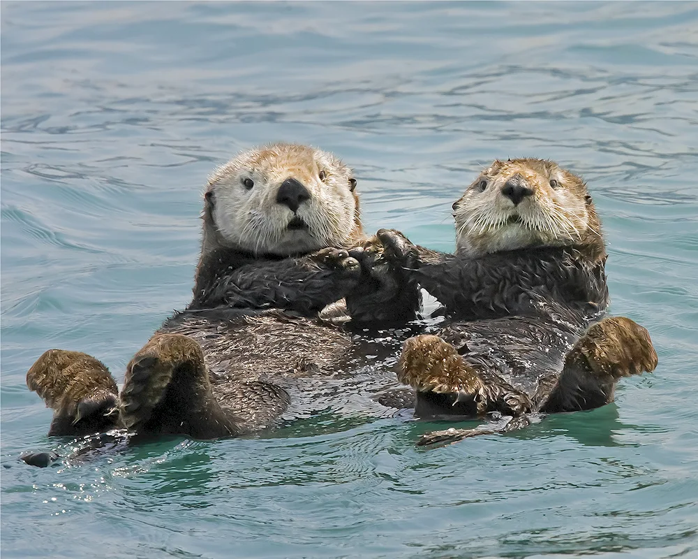 Marine otter calanus.