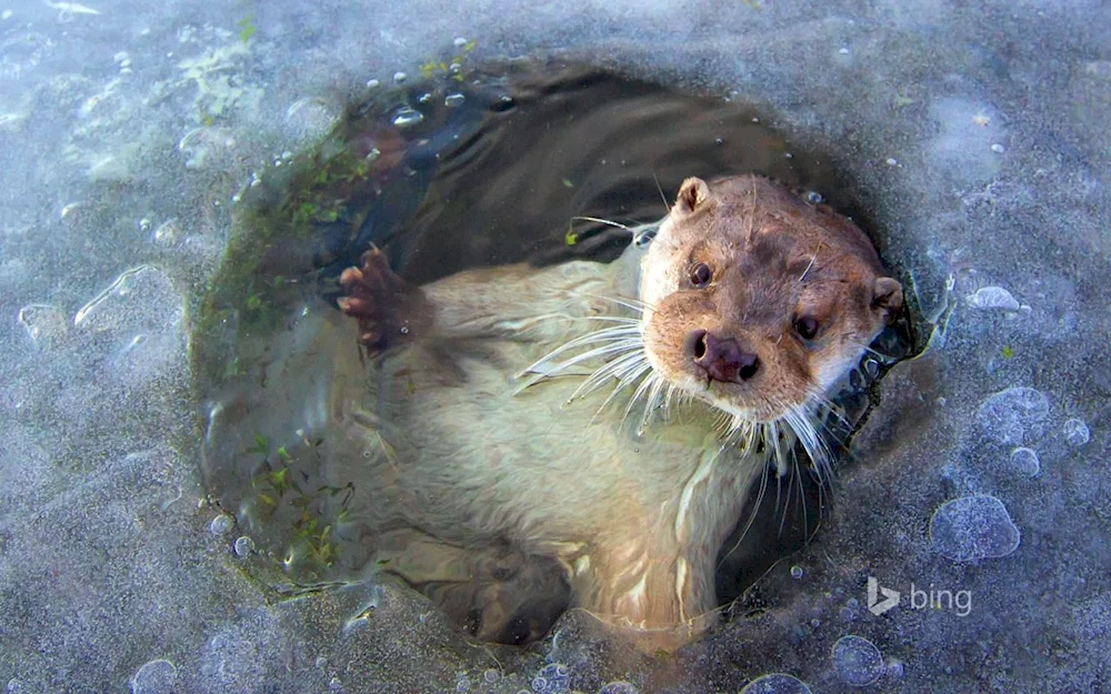 River beaver