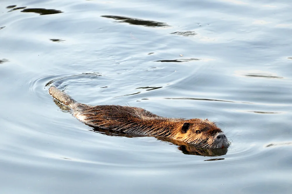 Beaver muskrat nutria