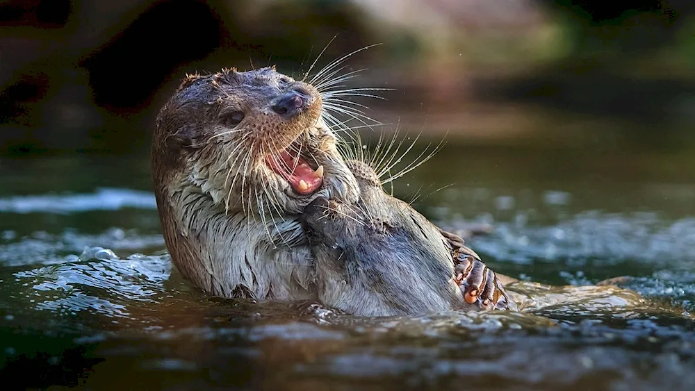 Marine otter calan