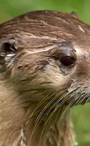 River Otter