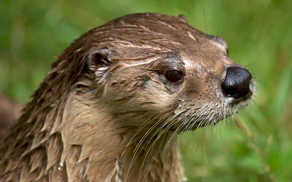 River Otter