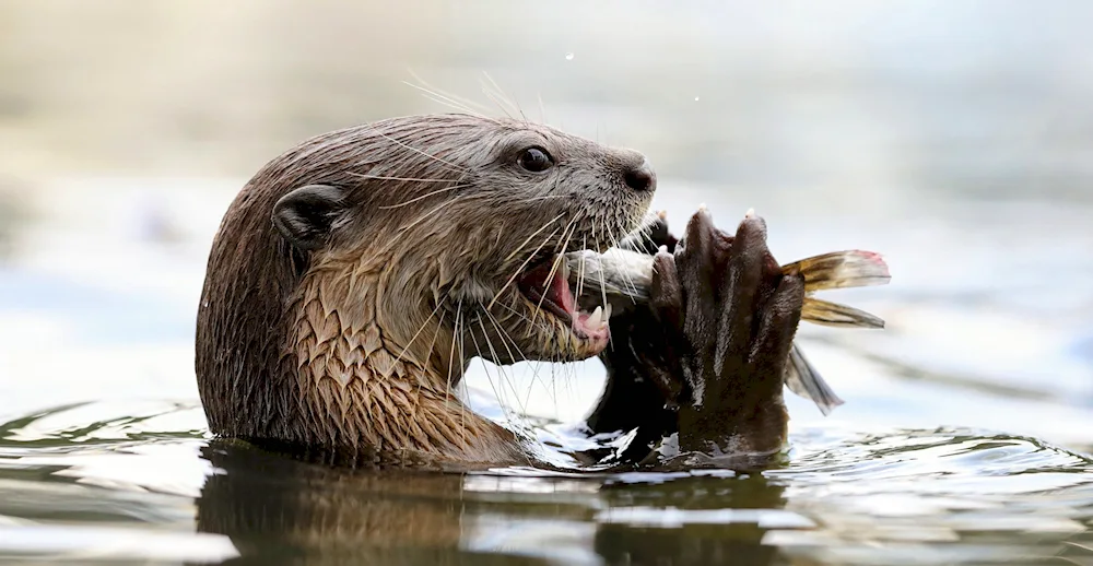 River otter