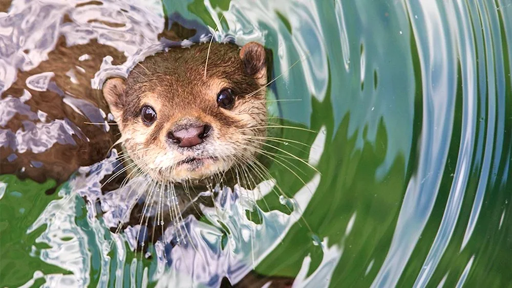 River otter