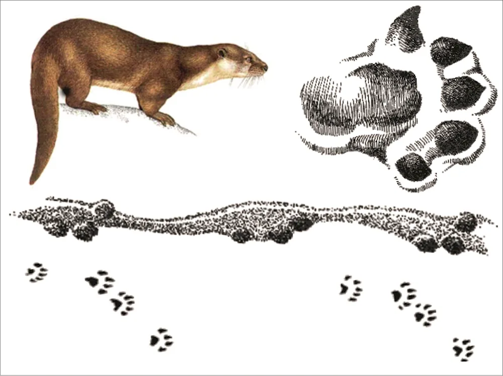 River otter tracks