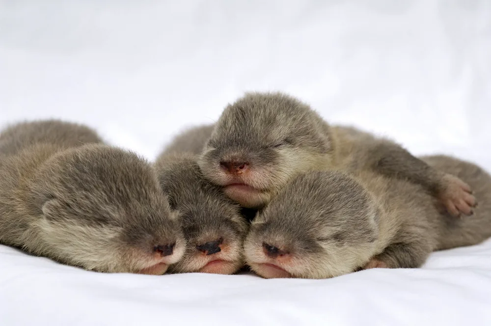 Breeding otter with cub