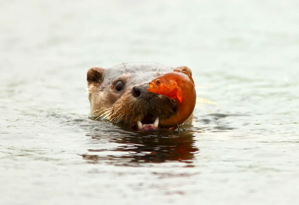 Ups Noah swam away nesting