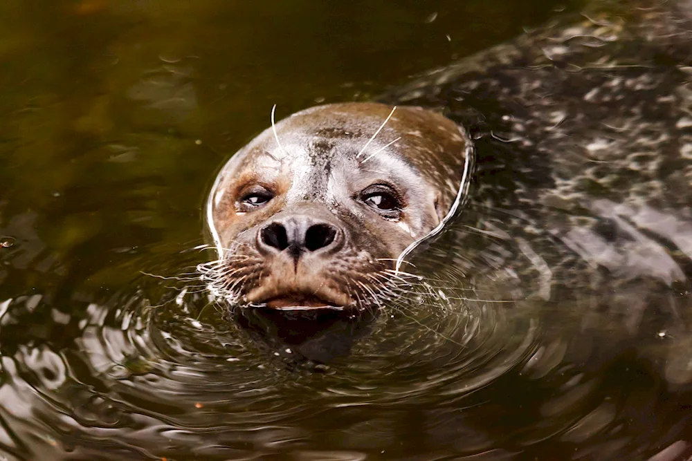 Wild beavers