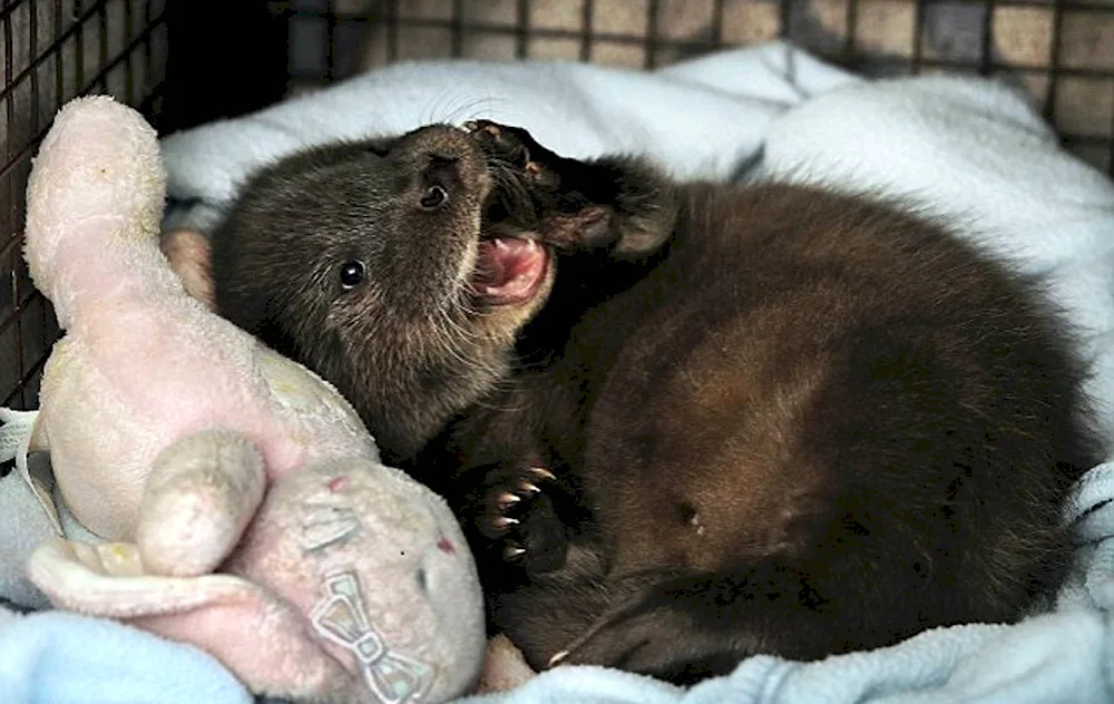 Newborn bear cubs