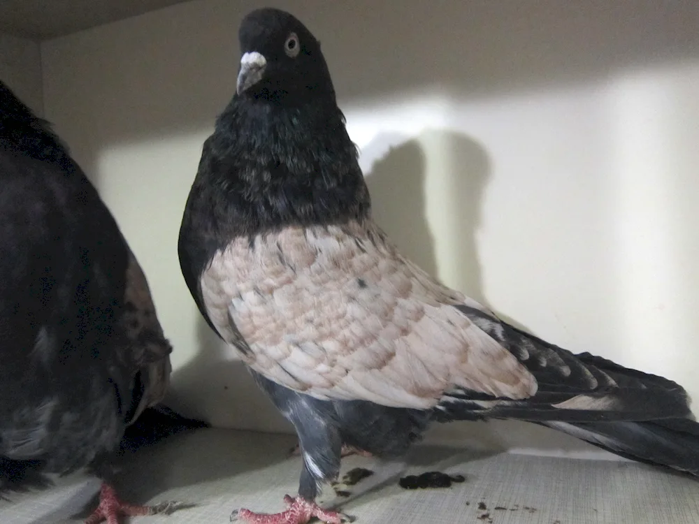 High-flying brown pigeons