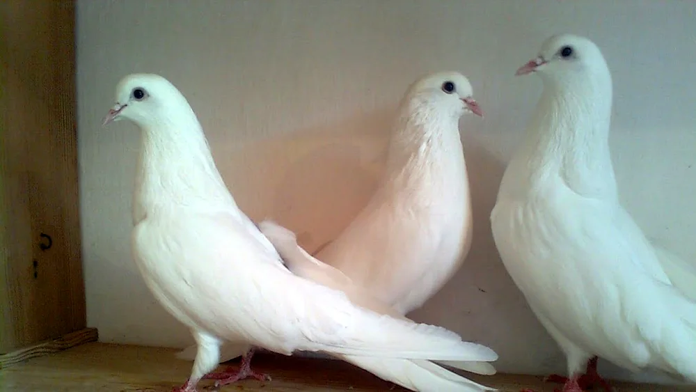 Nikolaev pigeons in Voronezh