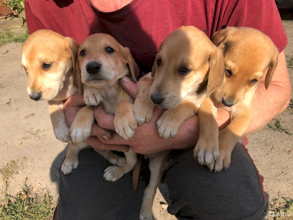 Hound puppies