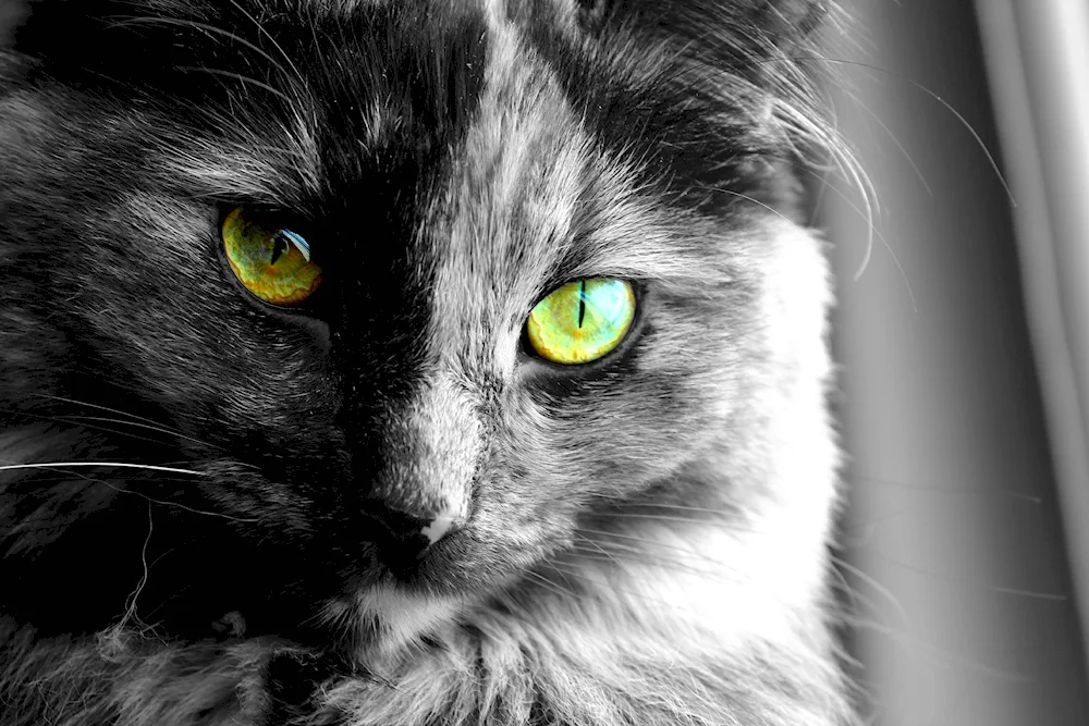 Cat's eyes