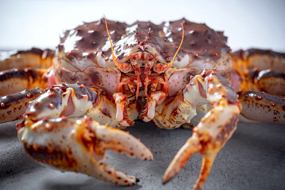 Wine and Crab