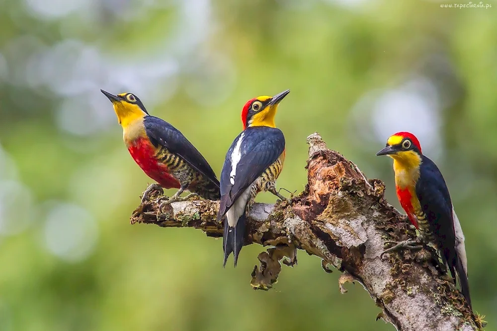 Yellow Fronted Woodpecker