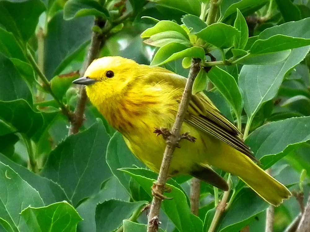 Yellow Warbler