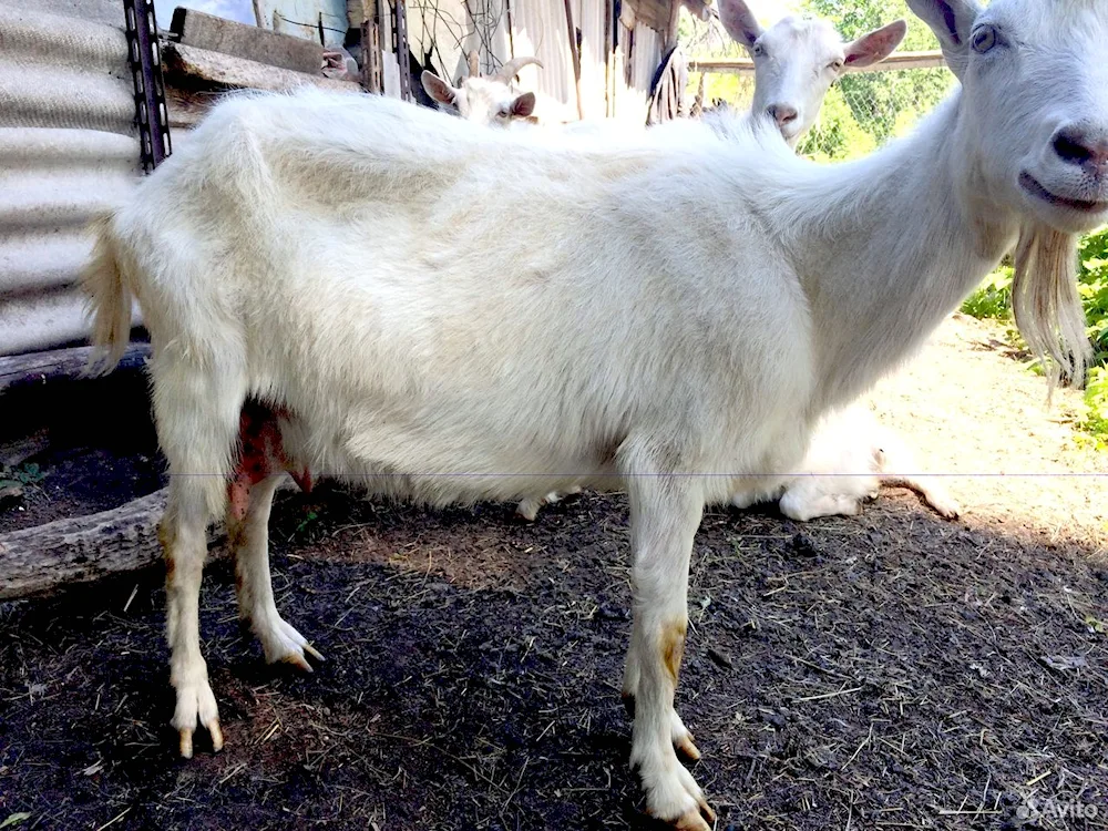 Zanjenese goats