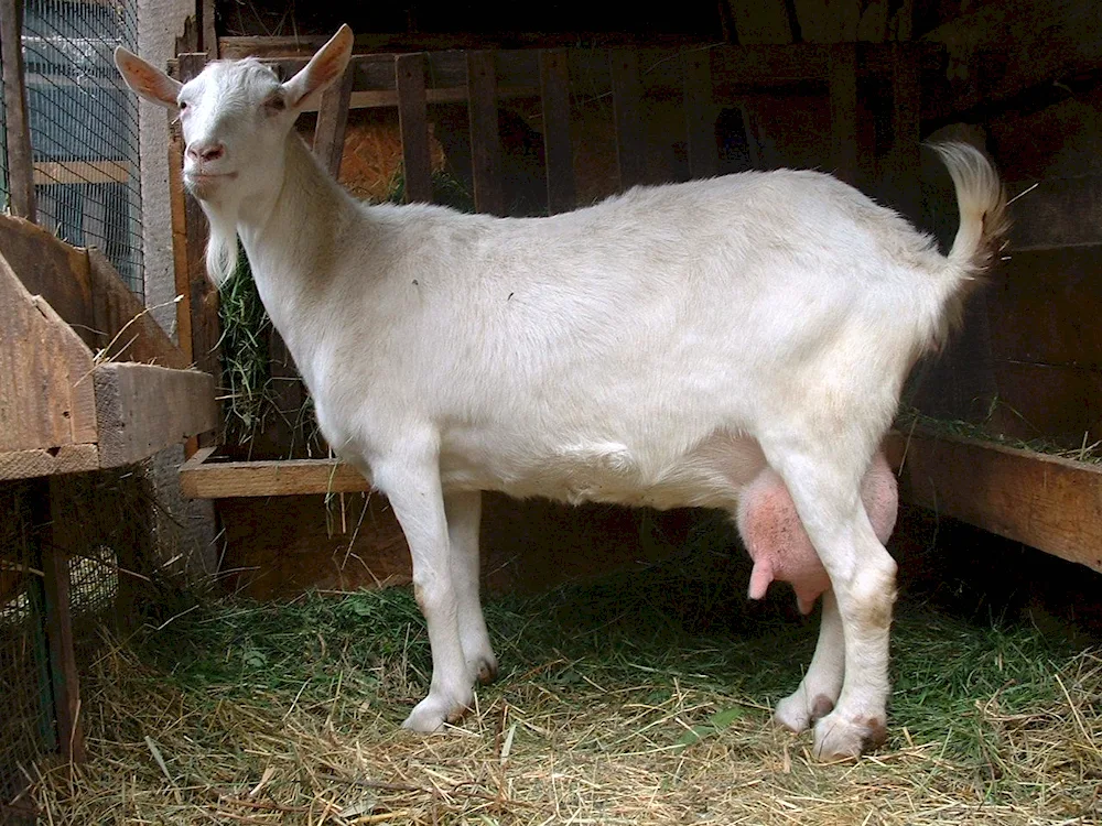 Megrelian goat