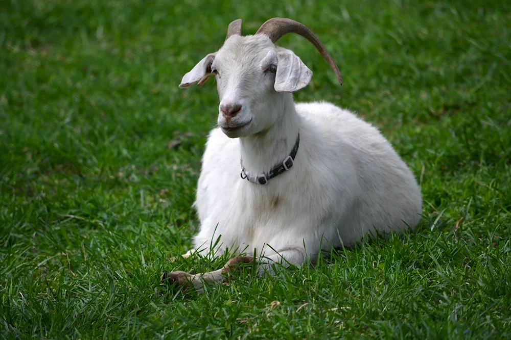 Nubian lop-eared goat