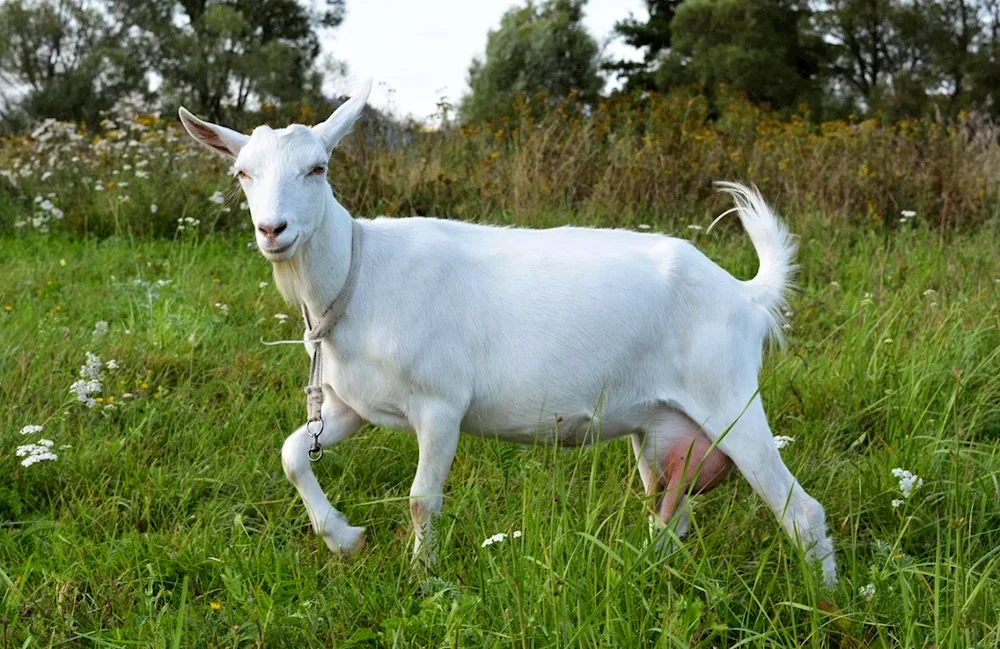 Barbari goats