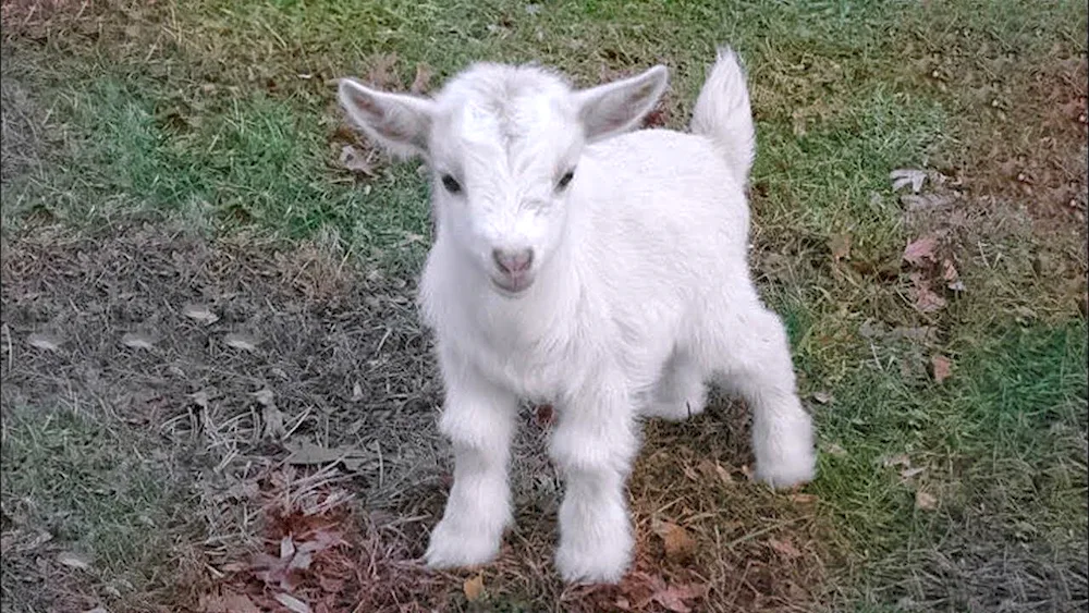 Goat kid