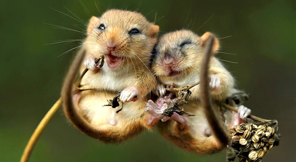 Cute hamsters