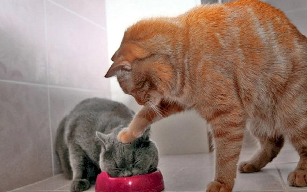 Cat laughs