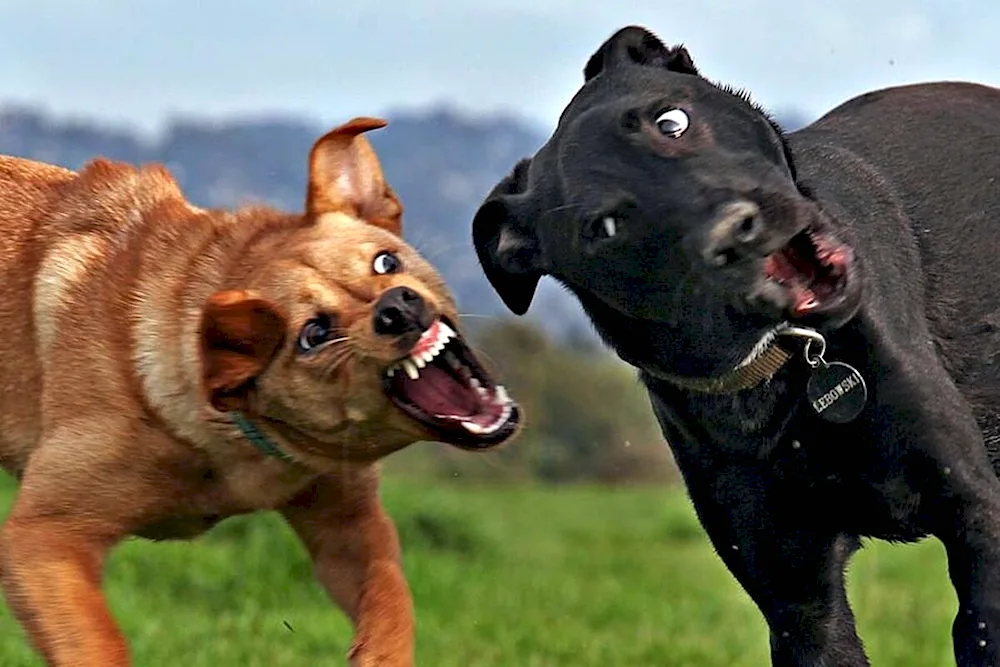 Finalists of the comedy Wildlife Photography Awards