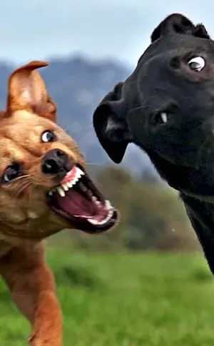 Funny dogs