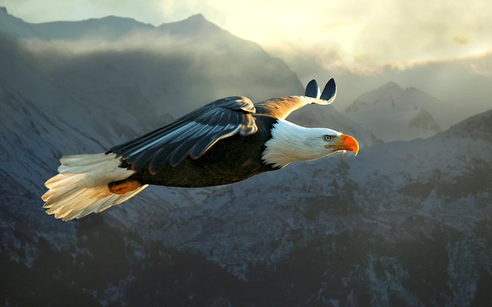 Eagle in the sky