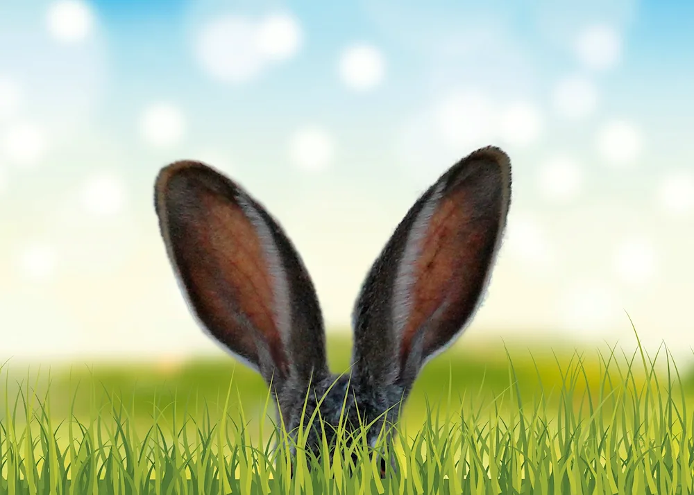 Bunny ears