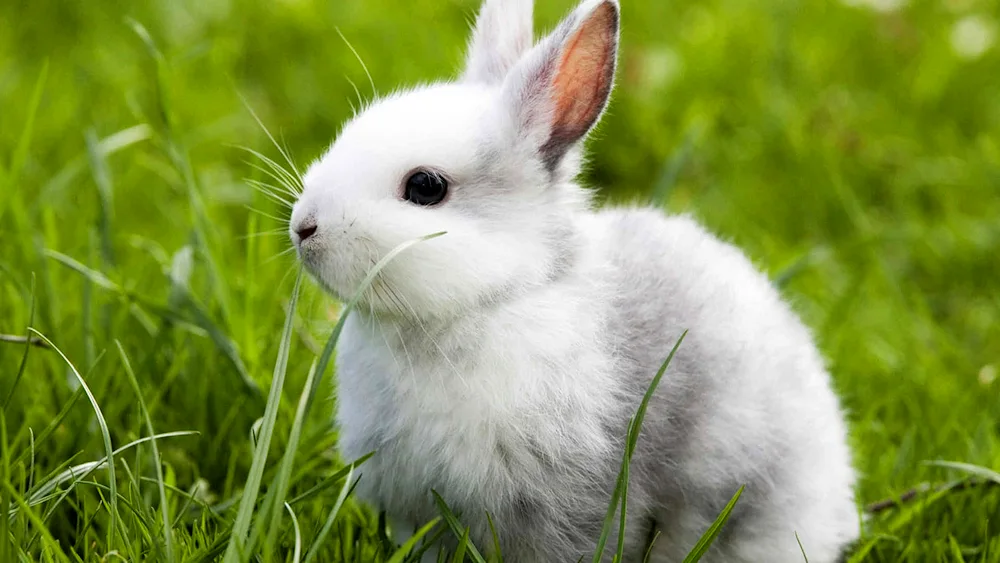 Beautiful rabbit