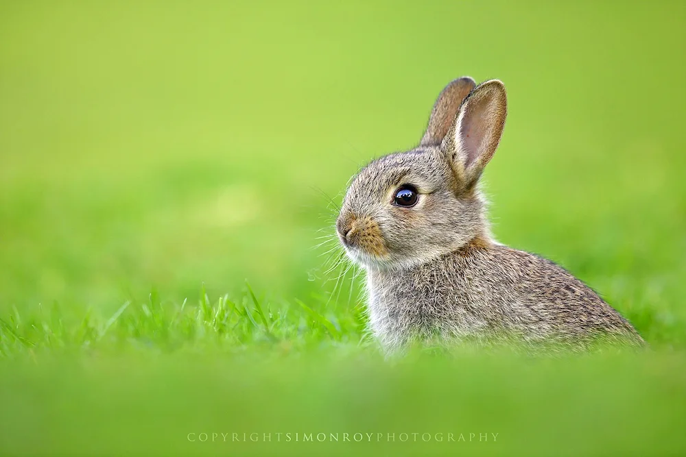 Bunny rabbit