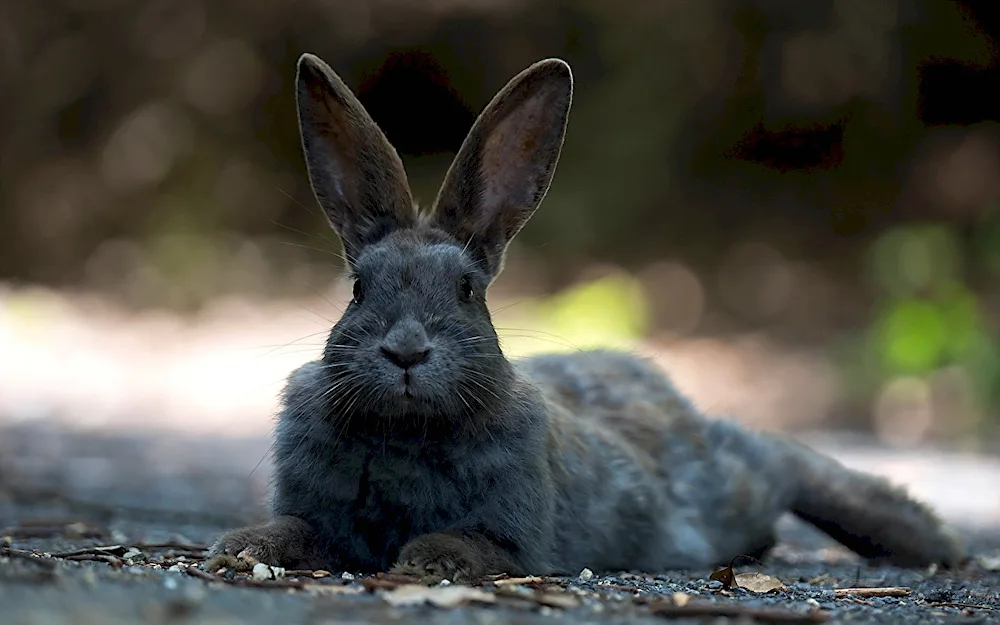 Bunny rabbit