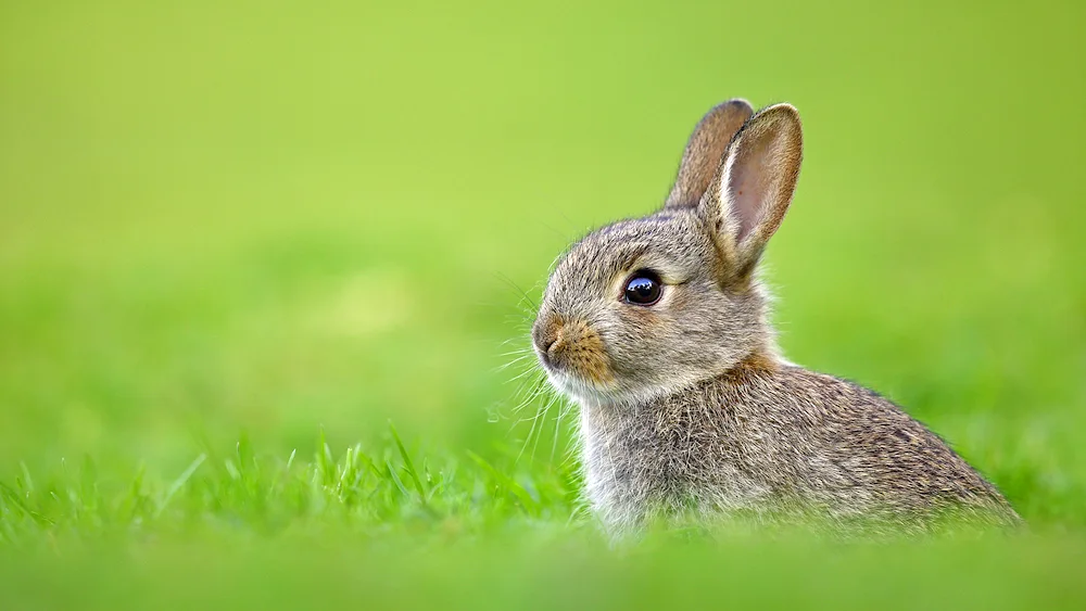 Beautiful rabbit