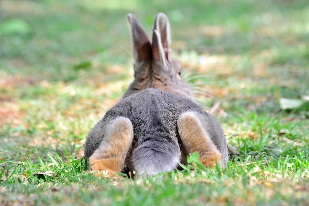 Hare on the hind legs