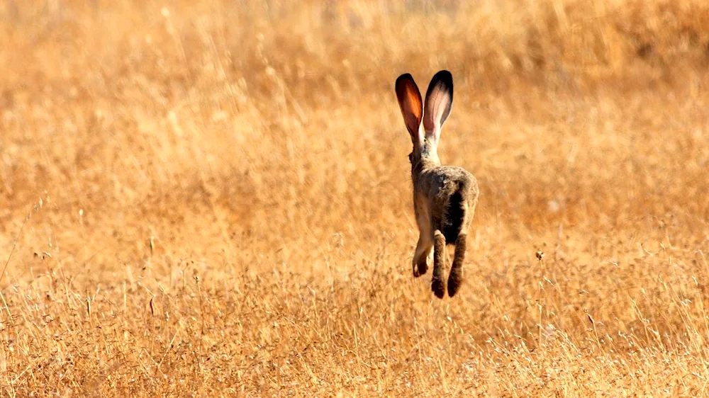 Hare on the hind legs