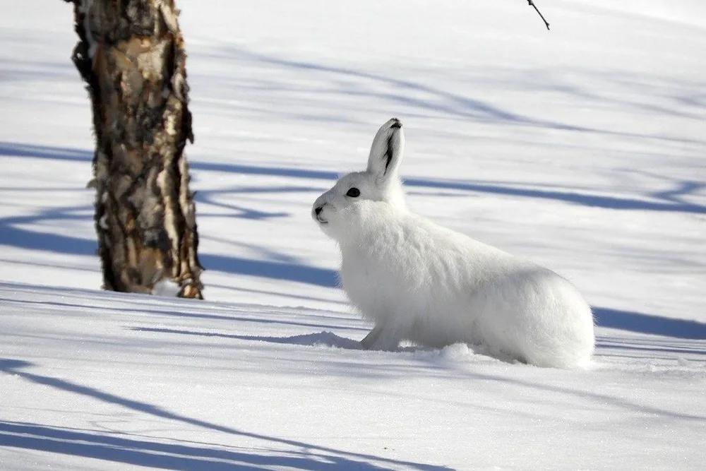 Kirk the Arctic hare