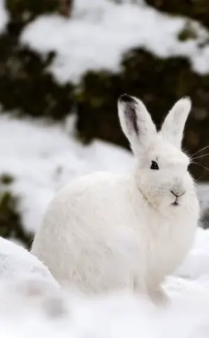 Hare Squirrel in the tundra