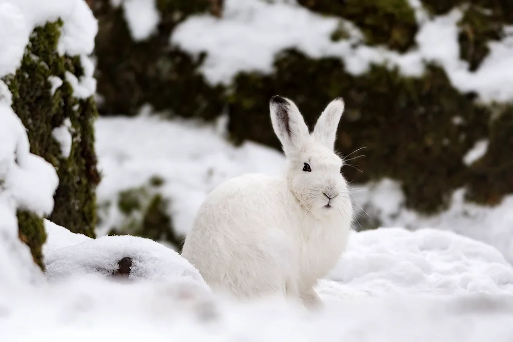 Hare Squirrel in the tundra