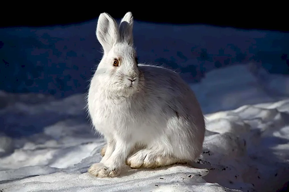 Hare Squirrel in the tundra